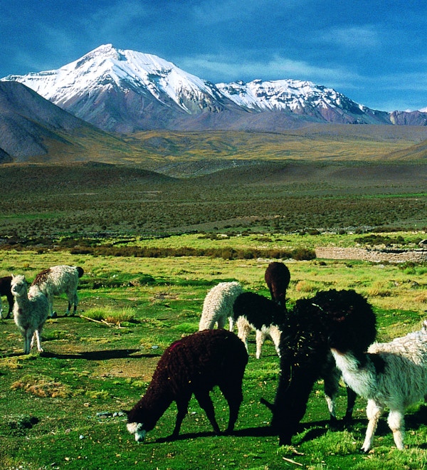 Den gruppe lamaer gresser på en slette foran snødekte fjell.