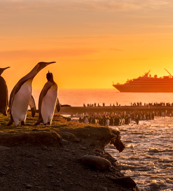 Mange pingviner på land og et cruiseskip badet i solnedgangslys i bakgrunnen