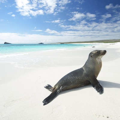 Sjøløve som soler seg på en hvit strand med turkis av i Gardner Bay, Espanola Island, Galapagos